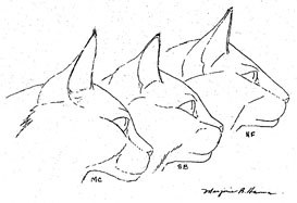 Head View, all 3 cats